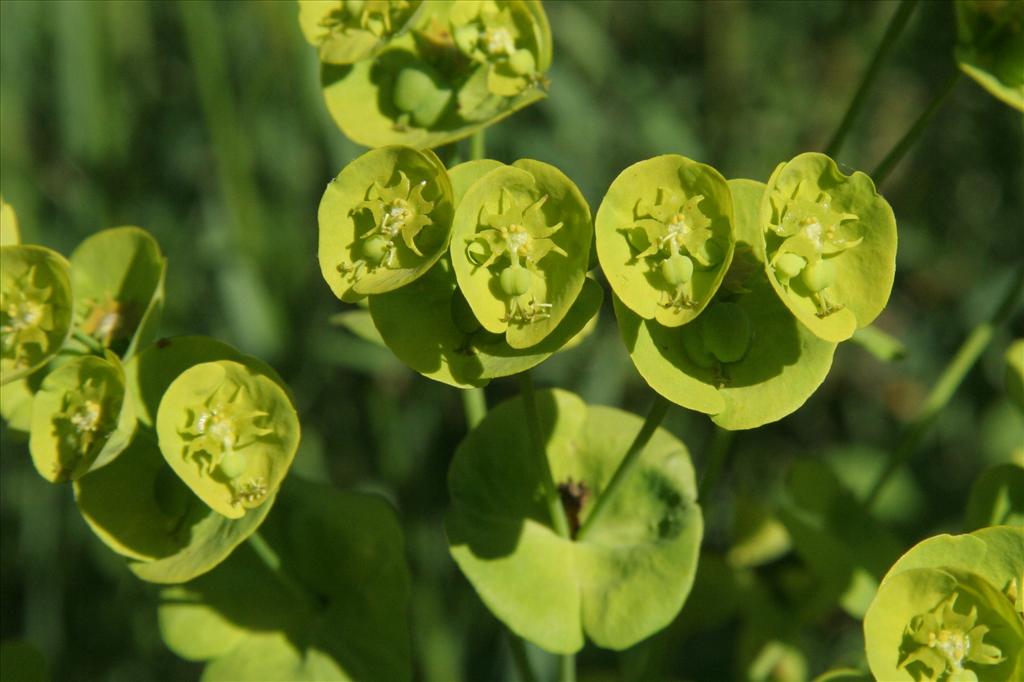 Euphorbia amygdaloides (door Willem Braam)