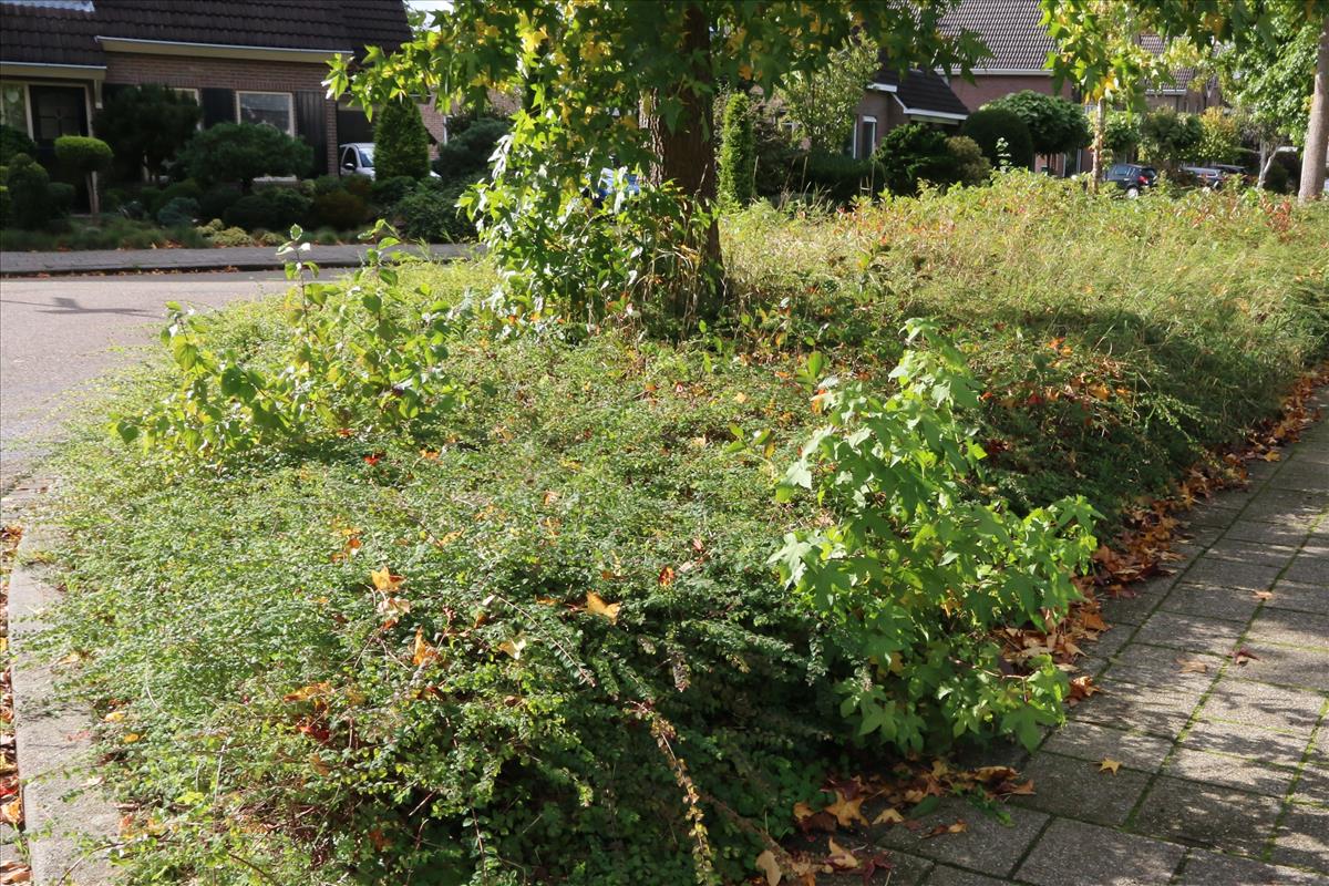 Liquidambar styraciflua (door Willem Braam)