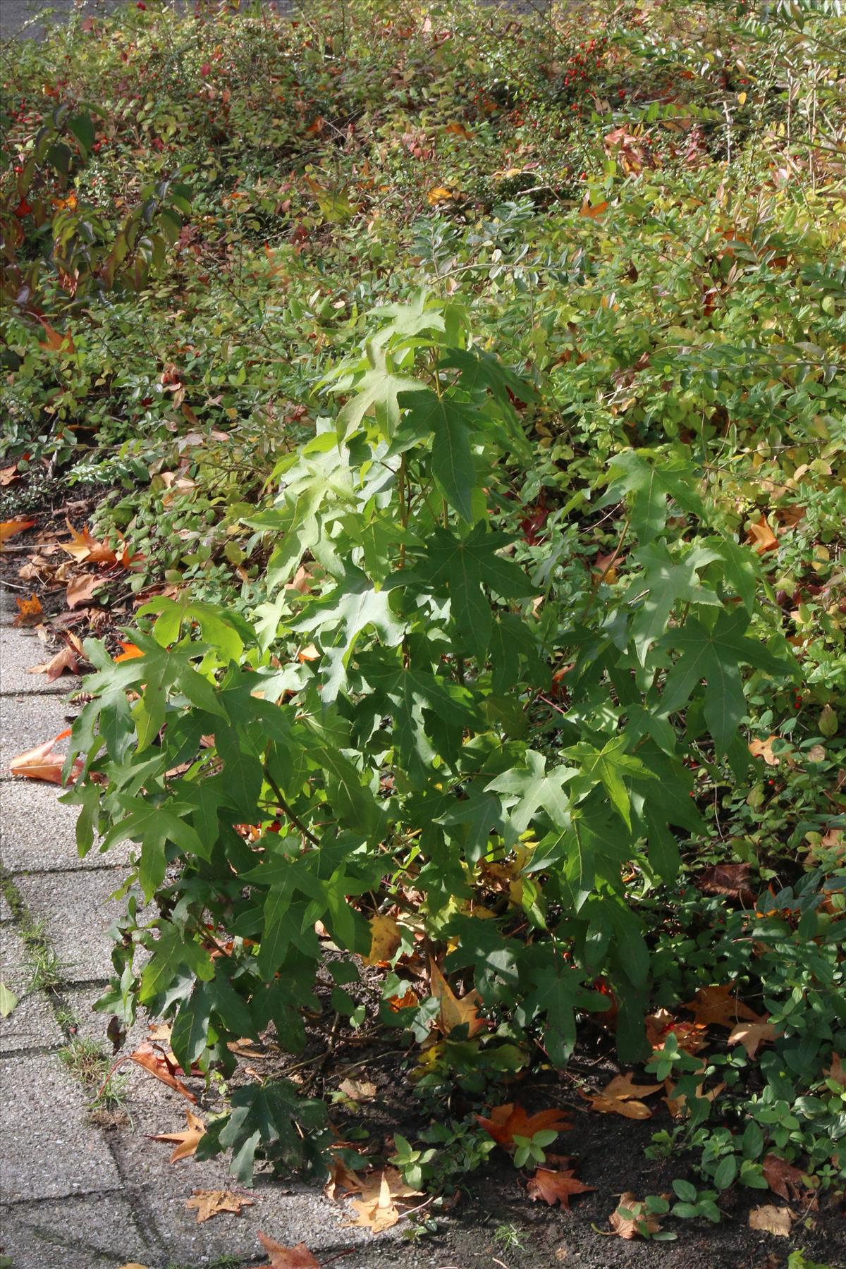 Liquidambar styraciflua (door Willem Braam)