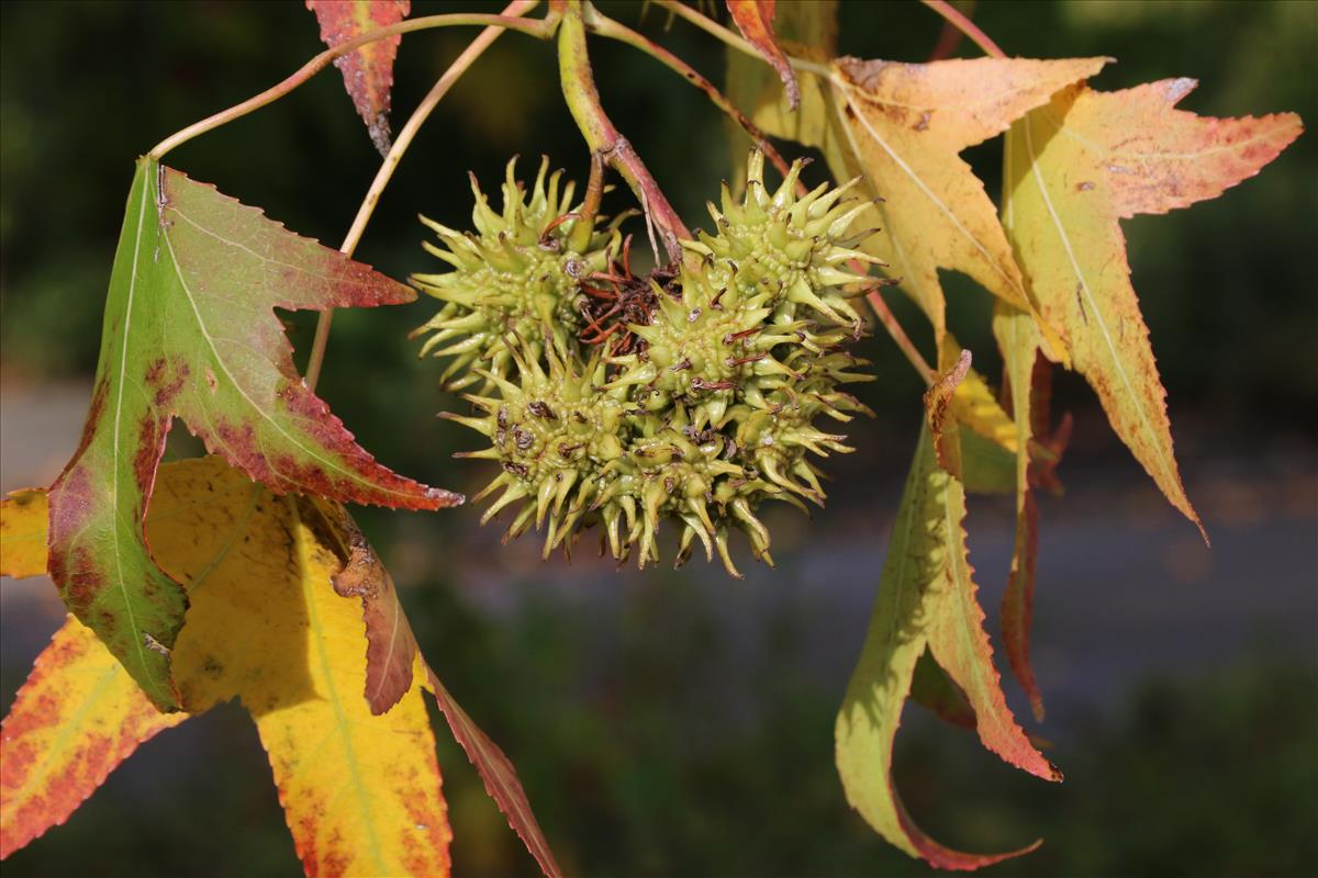 Liquidambar styraciflua (door Willem Braam)