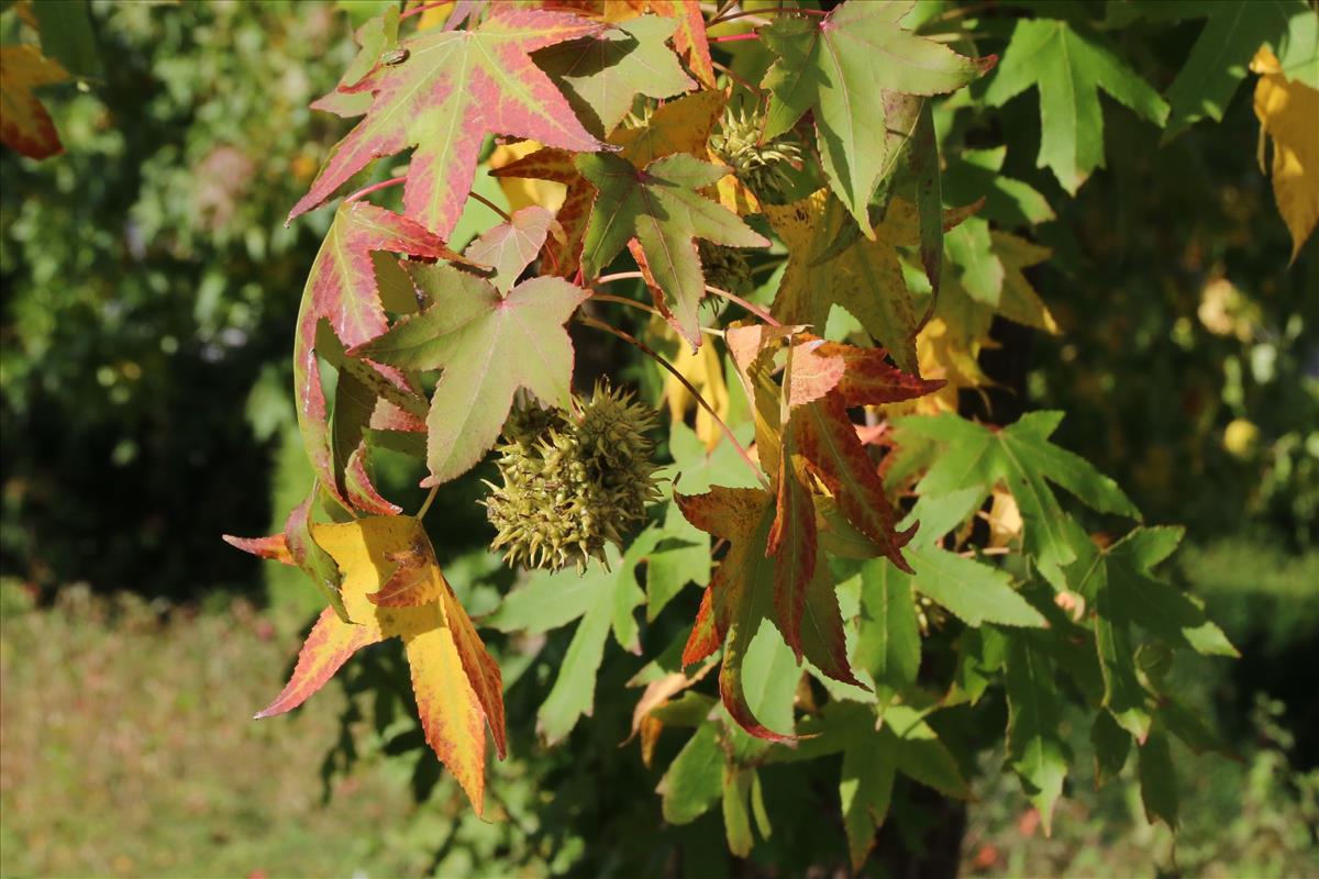 Liquidambar styraciflua (door Willem Braam)