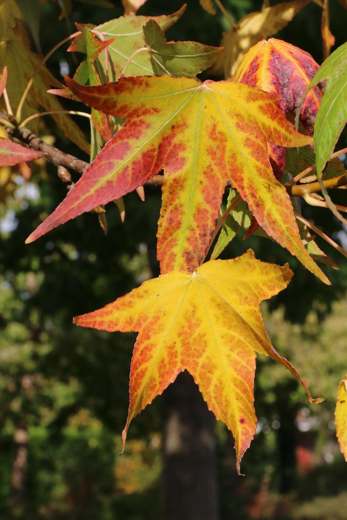 Liquidambar styraciflua (door Willem Braam)