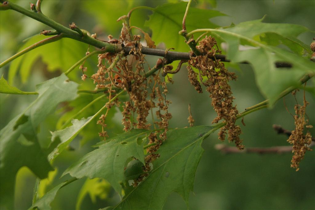 Quercus rubra (door Willem Braam)