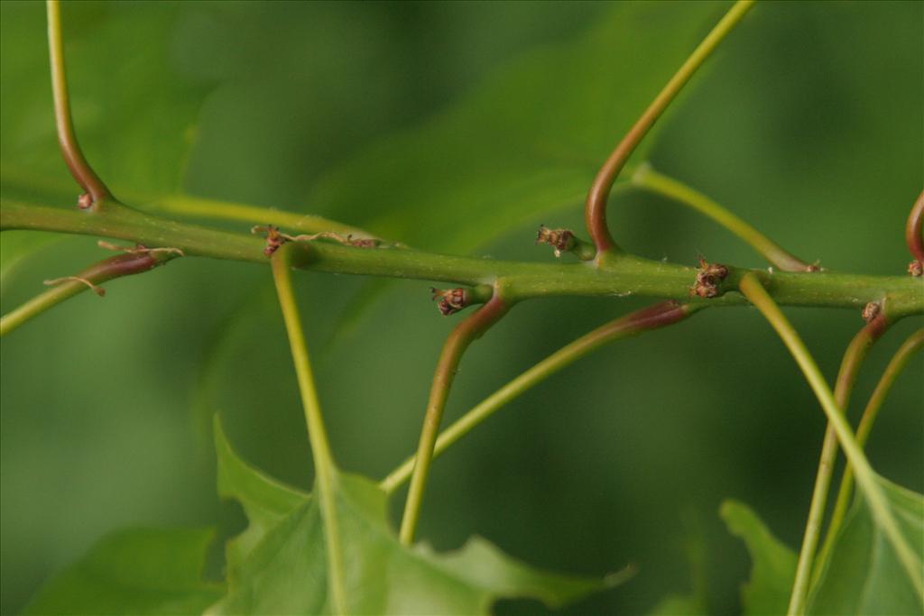 Quercus rubra (door Willem Braam)