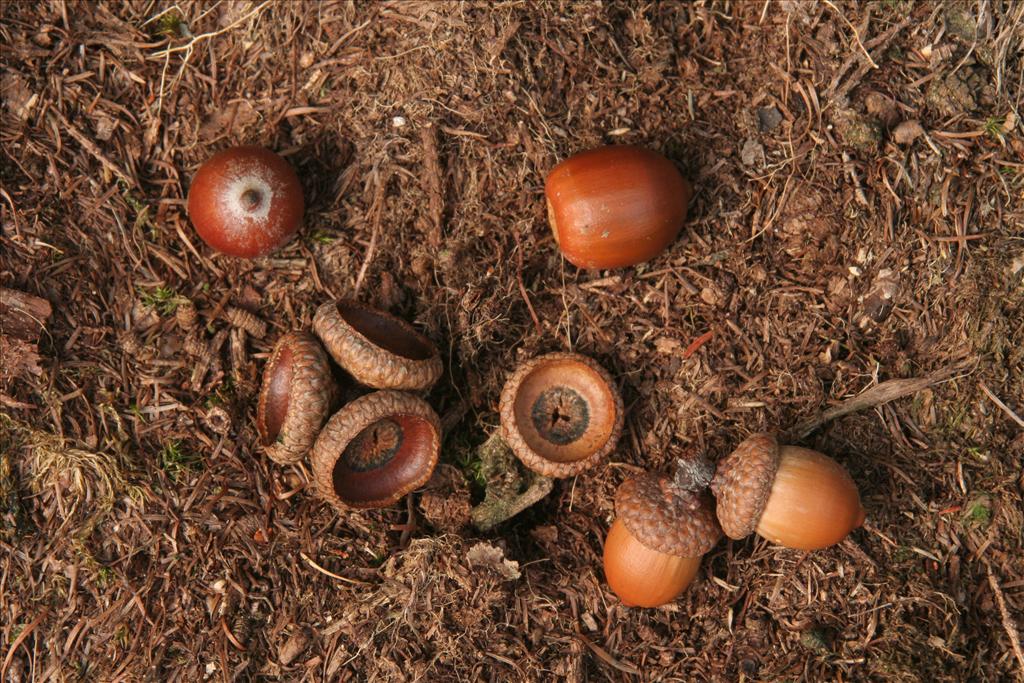 Quercus rubra (door Willem Braam)