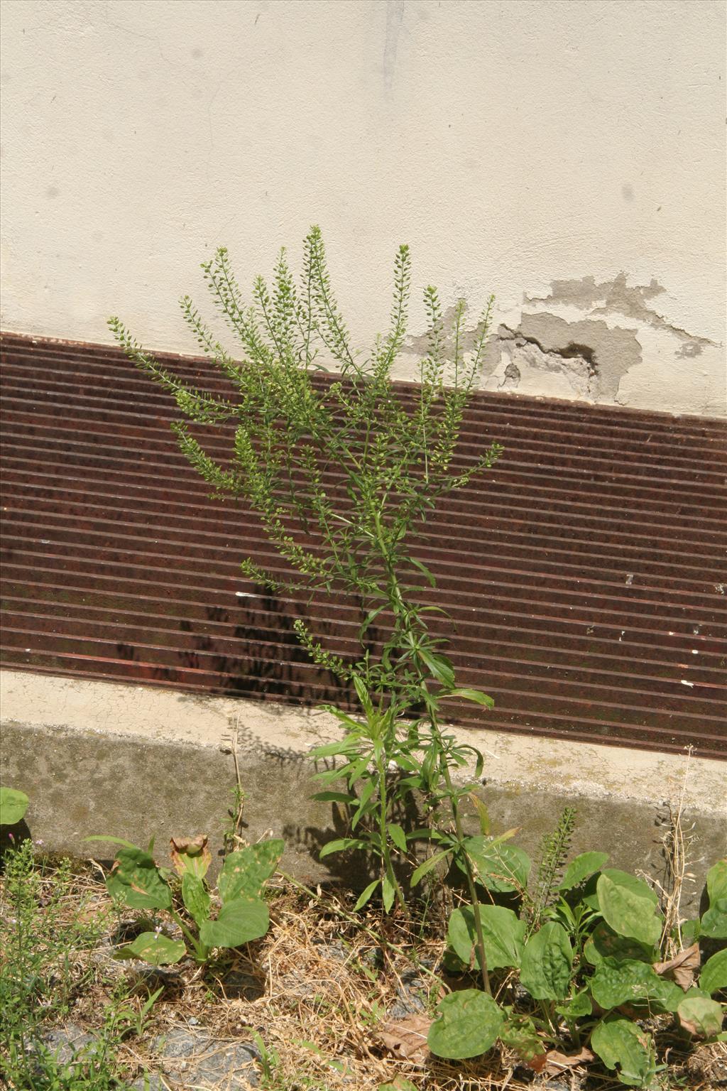 Lepidium virginicum (door Willem Braam)