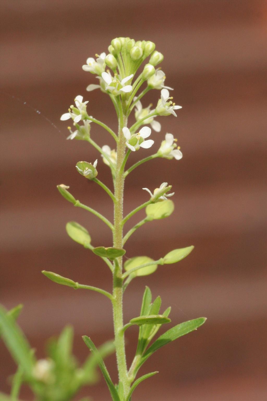 Lepidium virginicum (door Willem Braam)