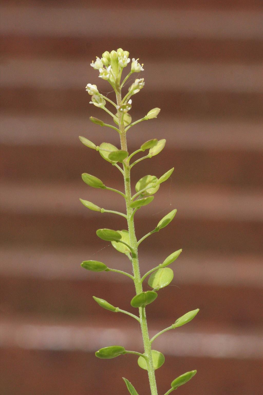 Lepidium virginicum (door Willem Braam)