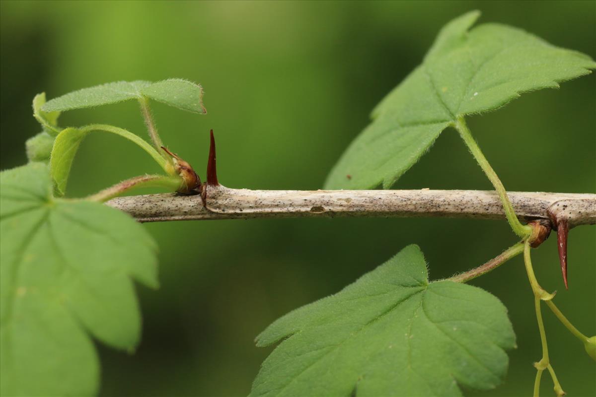 Ribes divaricatum (door Willem Braam)