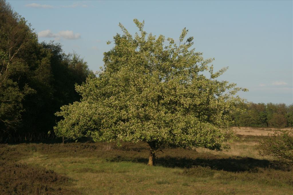 Prunus serotina (door Willem Braam)