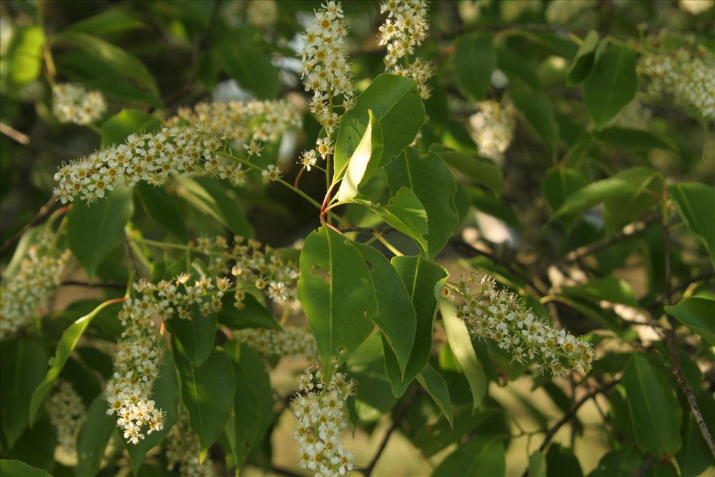 Prunus serotina (door Willem Braam)