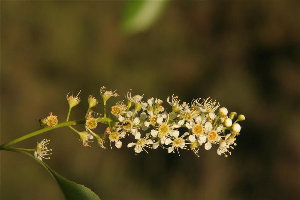 Prunus serotina (door Willem Braam)