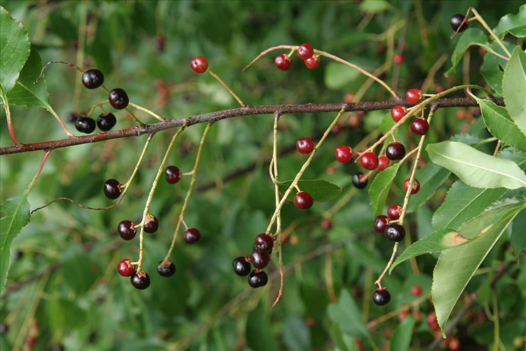 Prunus serotina (door Willem Braam)