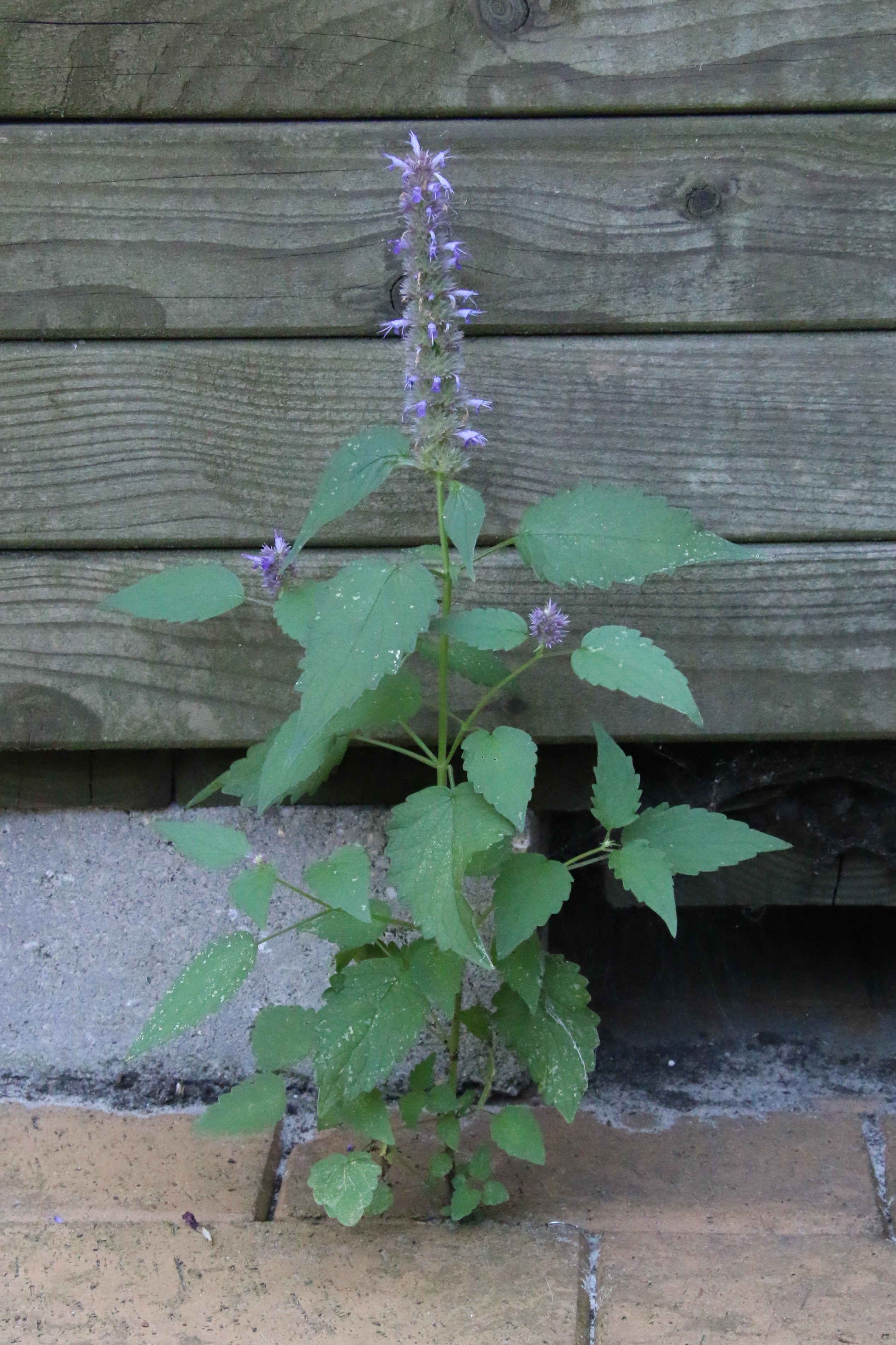 Agastache foeniculum (door Willem Braam)