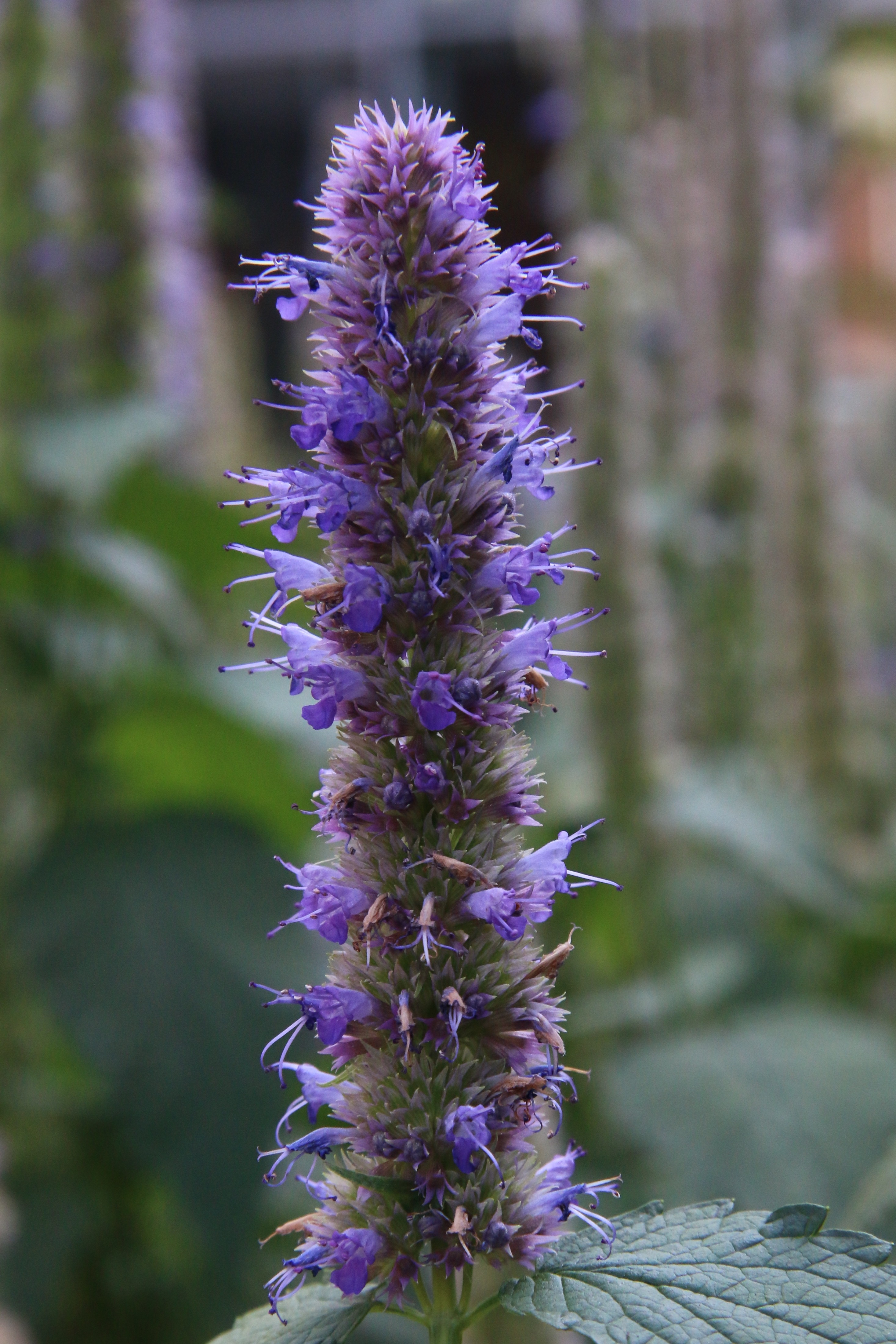 Agastache foeniculum (door Willem Braam)