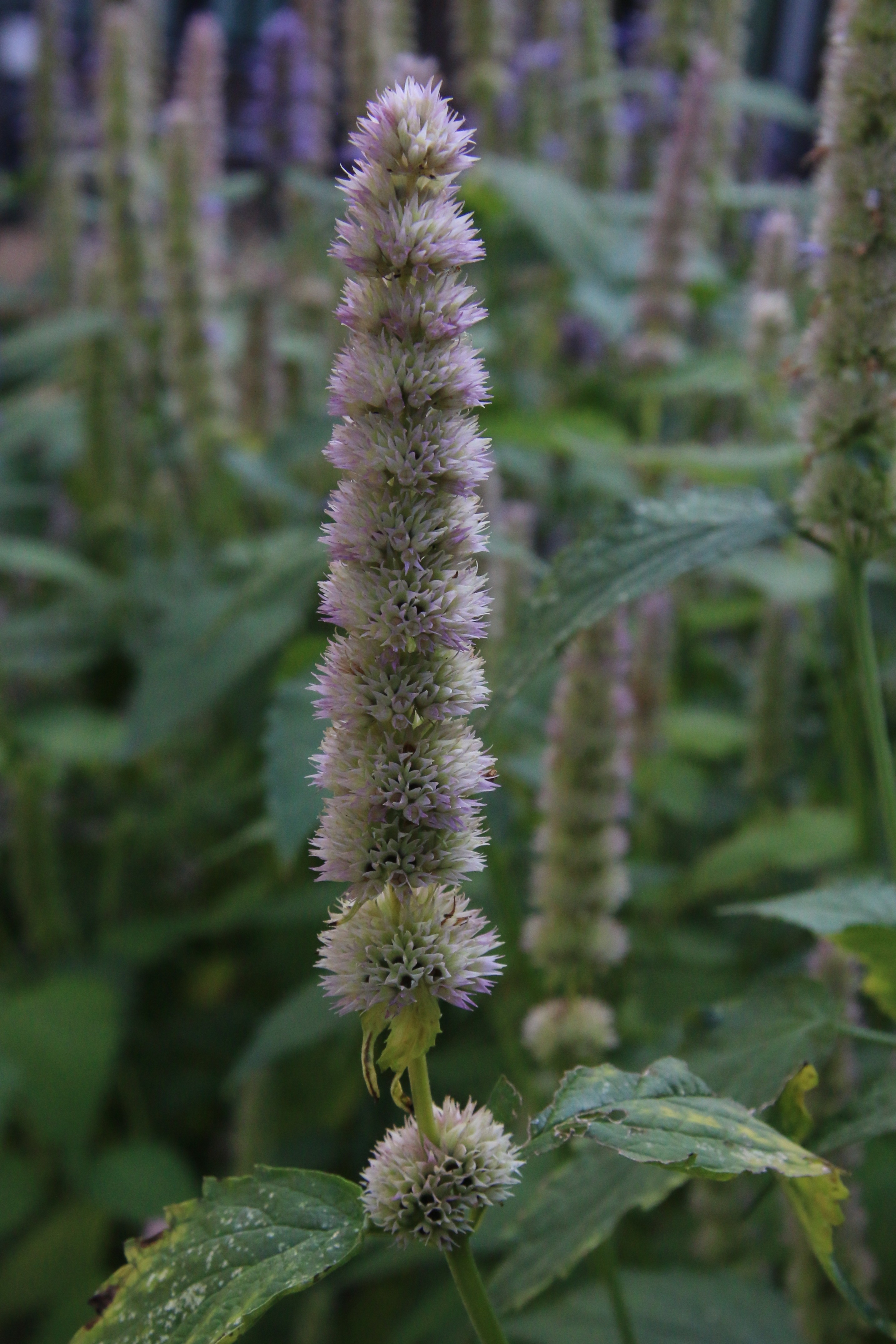 Agastache foeniculum (door Willem Braam)