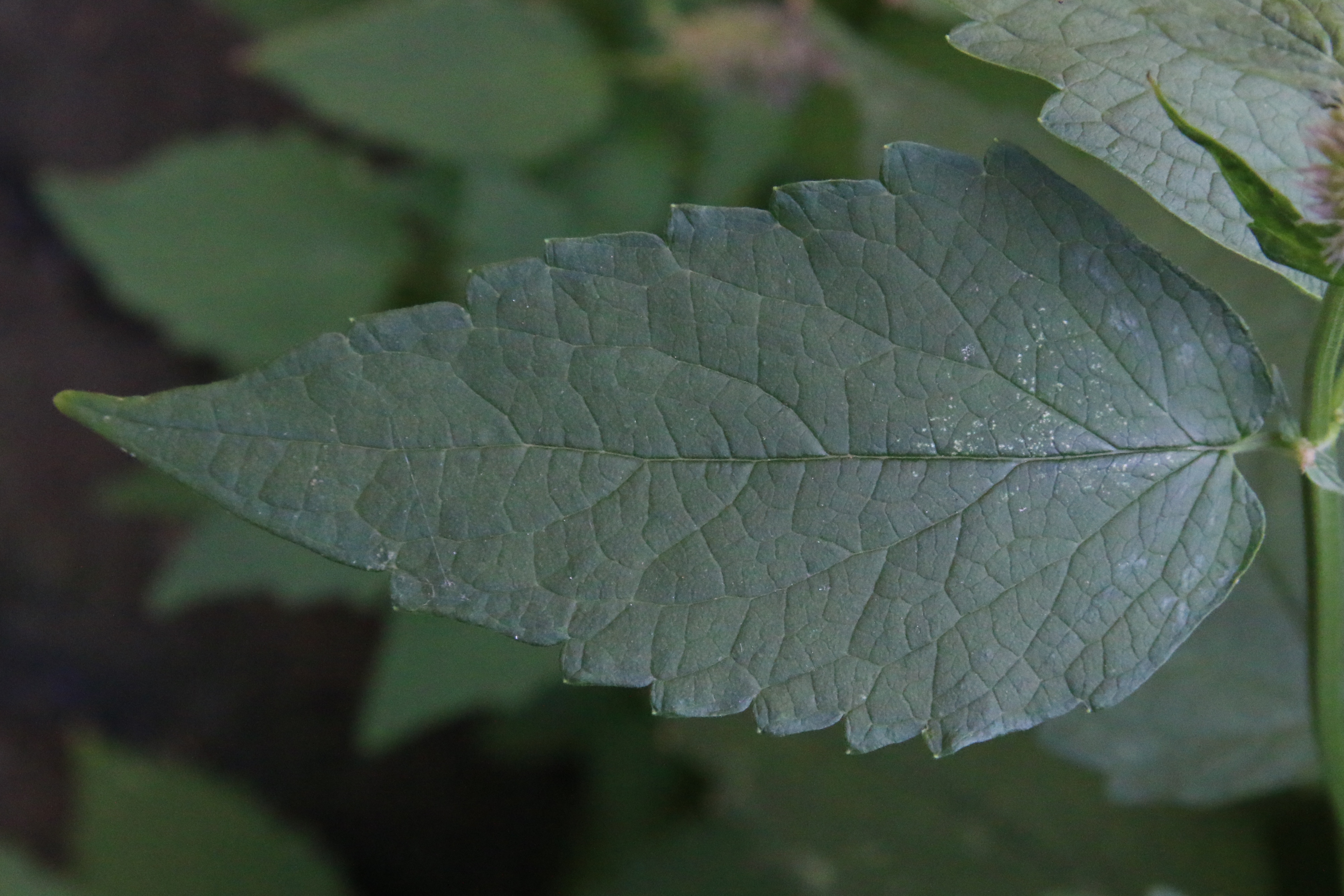 Agastache foeniculum (door Willem Braam)