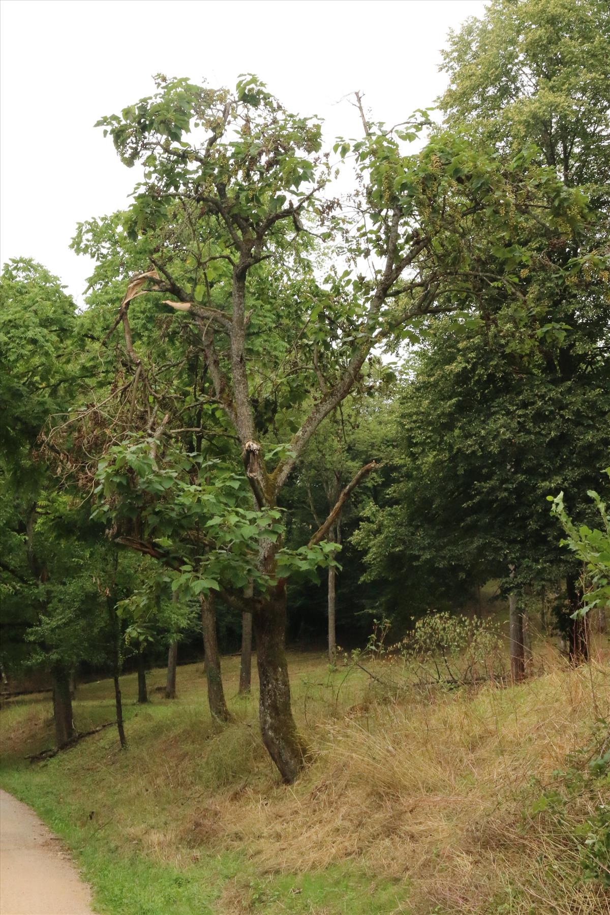 Paulownia tomentosa (door Willem Braam)