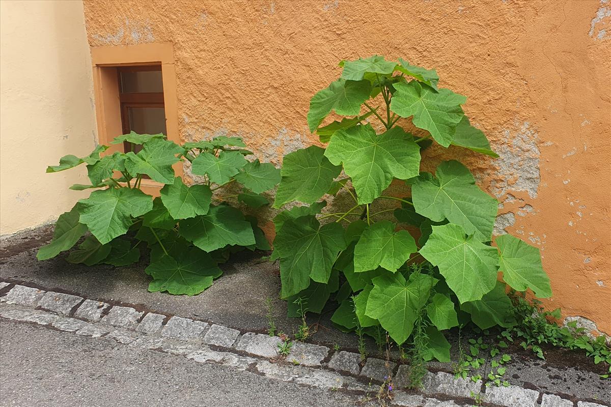 Paulownia tomentosa (door Willem Braam)