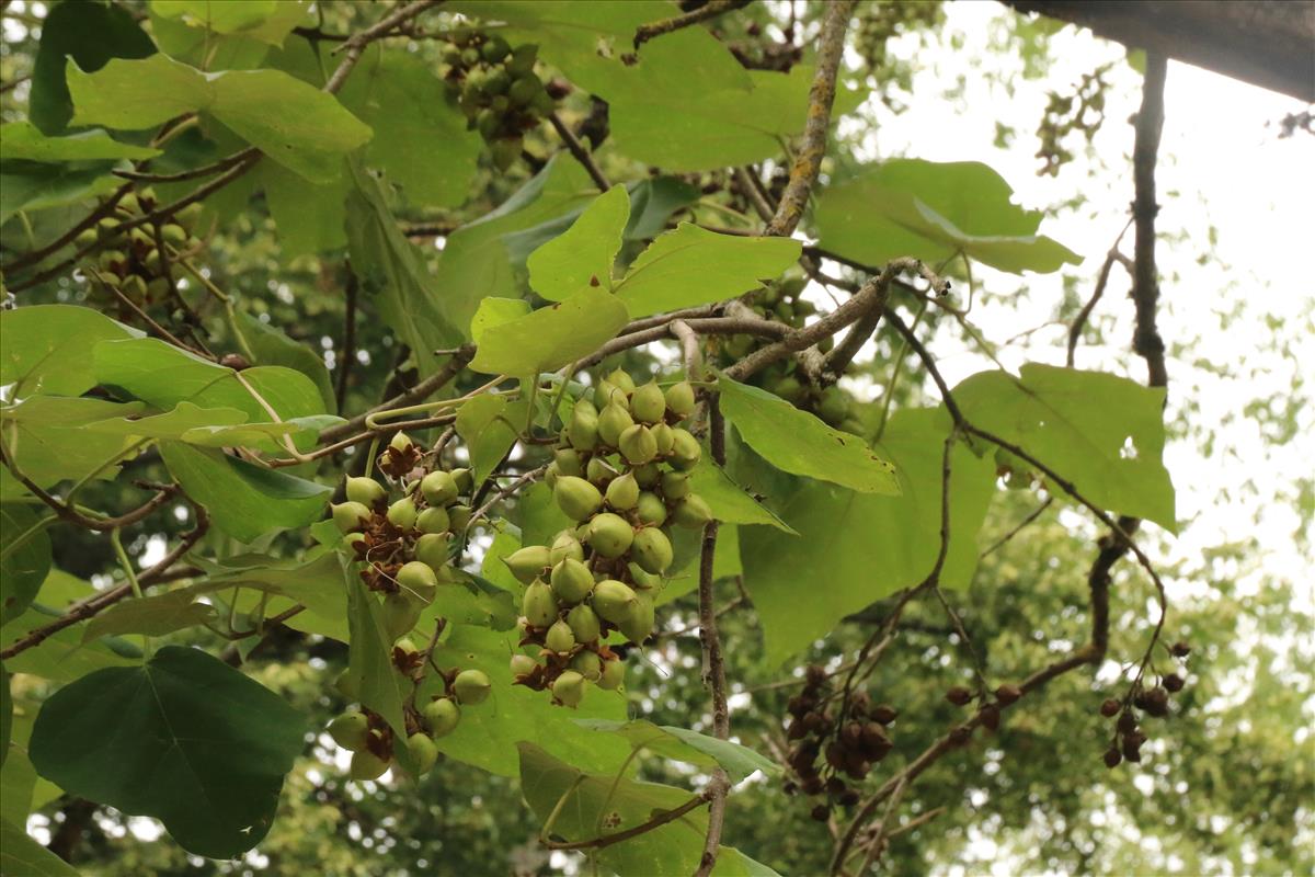 Paulownia tomentosa (door Willem Braam)