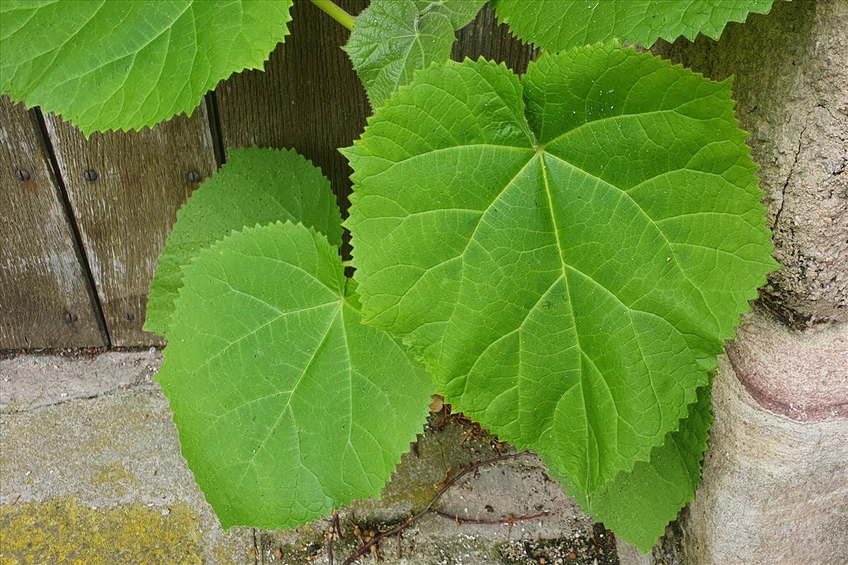 Paulownia tomentosa (door Willem Braam)