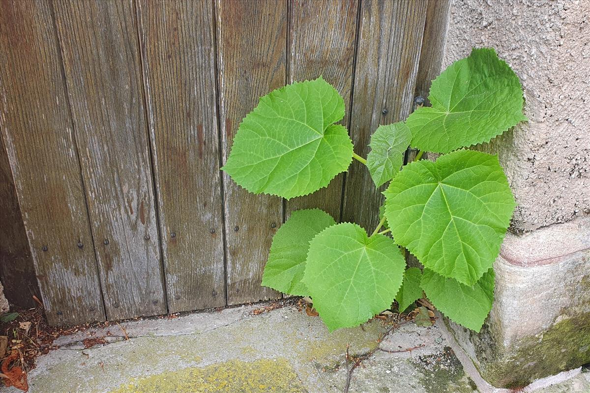 Paulownia tomentosa (door Willem Braam)