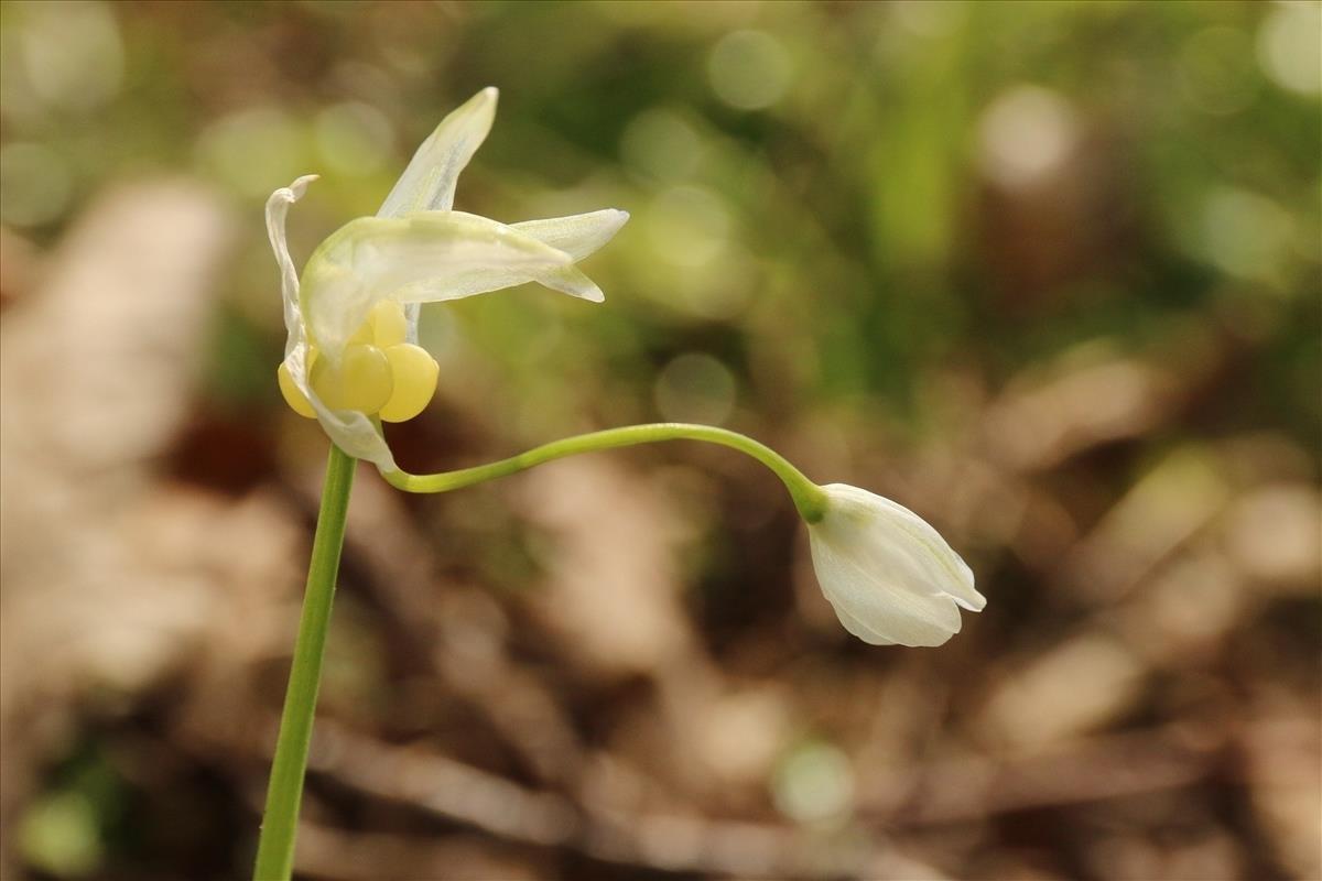 Allium paradoxum (door Willem Braam)