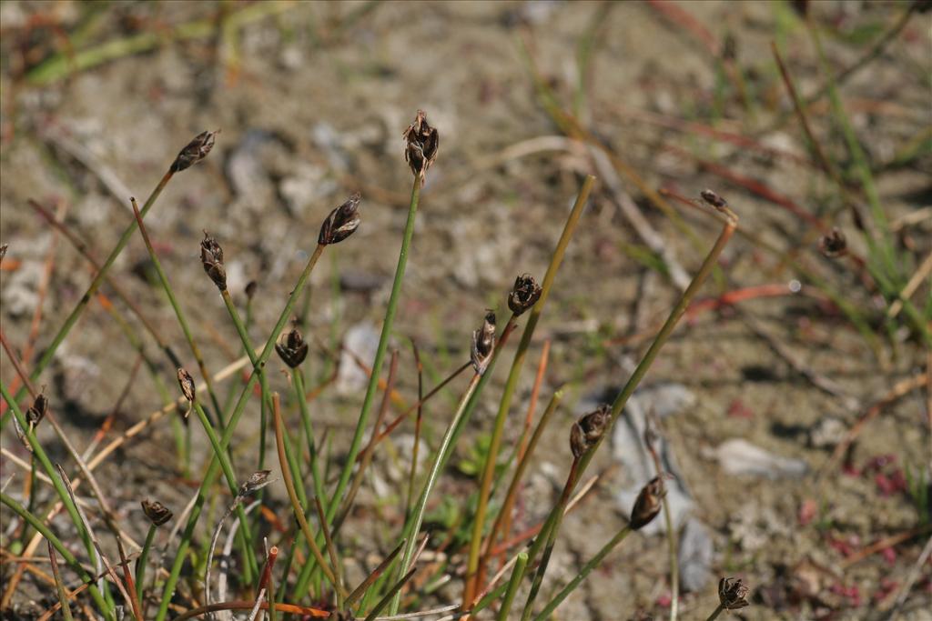 Eleocharis quinqueflora (door Willem Braam)