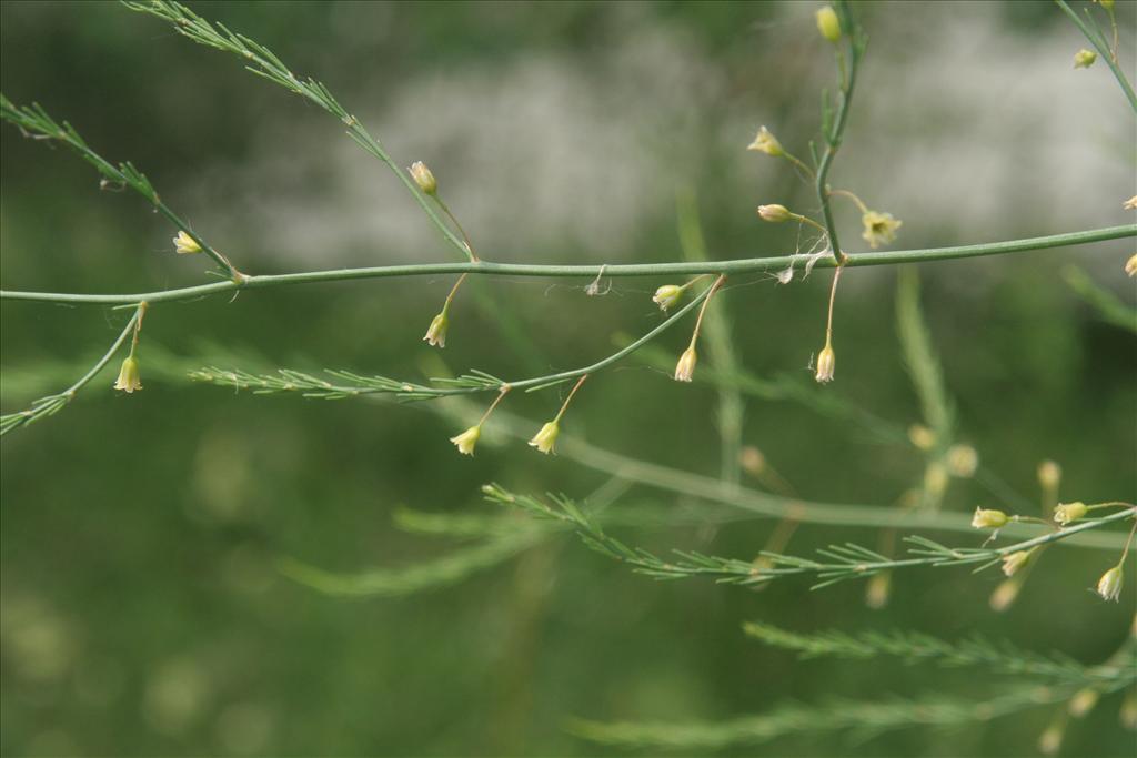 Asparagus officinalis subsp. officinalis (door Willem Braam)