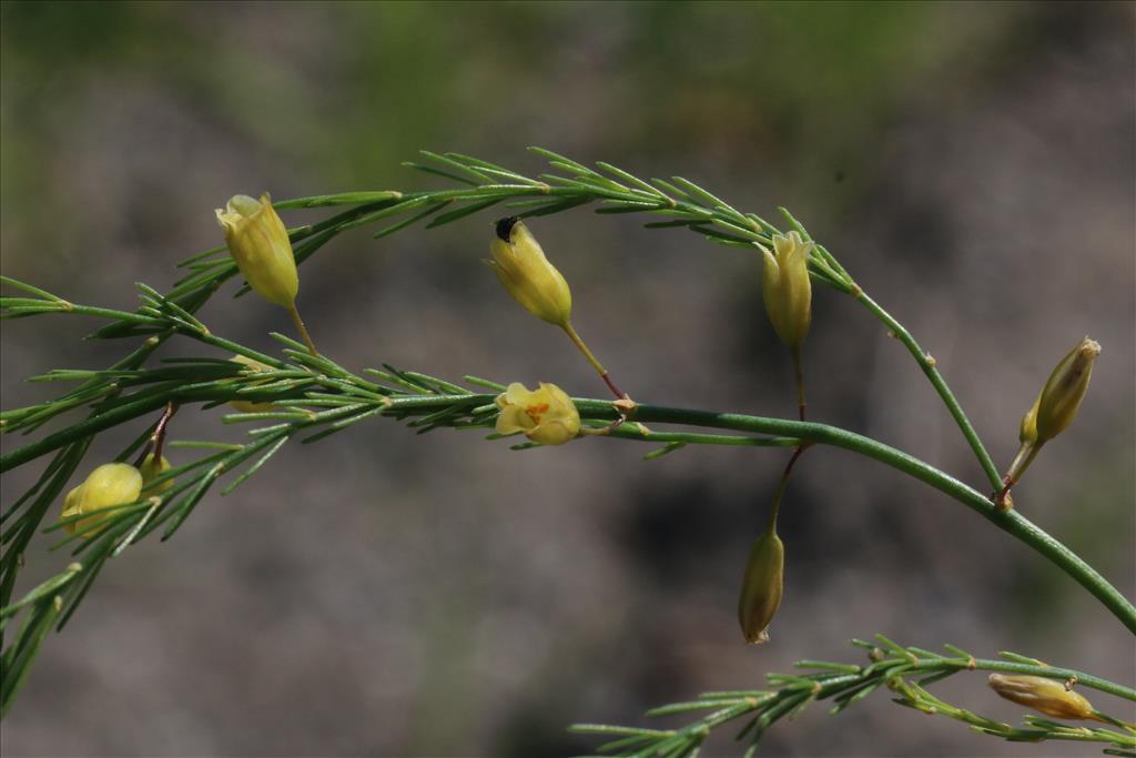 Asparagus officinalis subsp. officinalis (door Willem Braam)