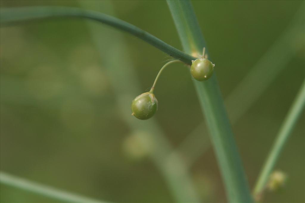 Asparagus officinalis subsp. officinalis (door Willem Braam)