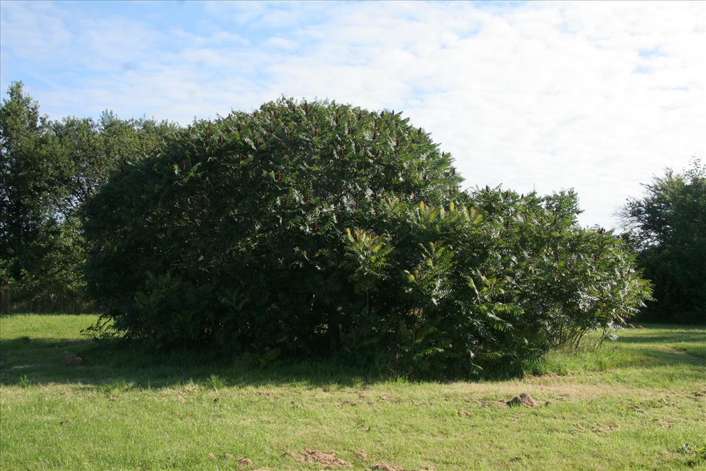 Rhus typhina (door Willem Braam)