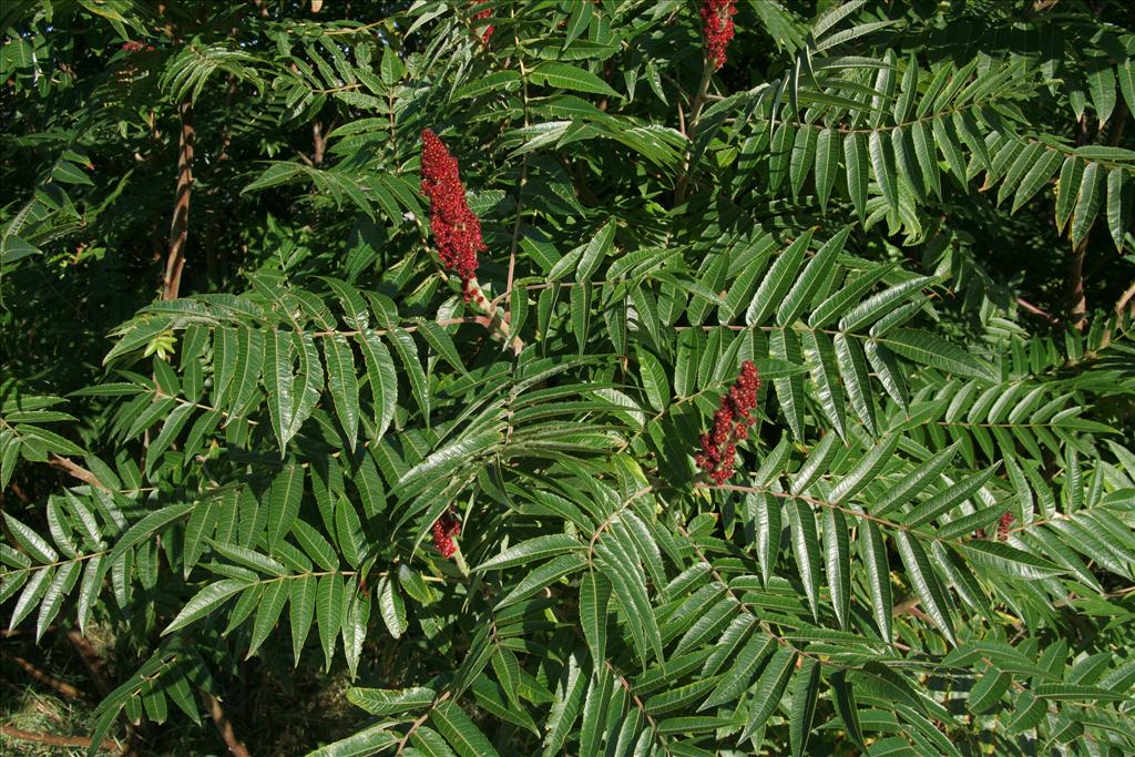 Rhus typhina (door Willem Braam)