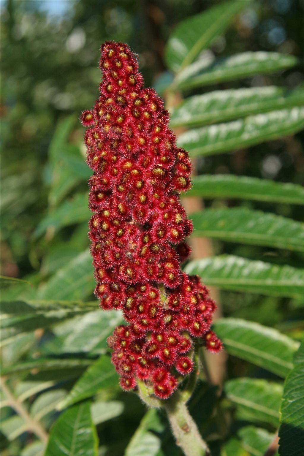 Rhus typhina (door Willem Braam)