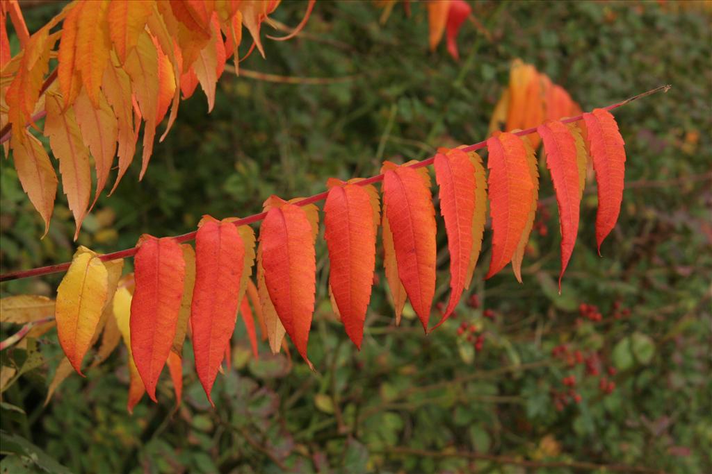 Rhus typhina (door Willem Braam)