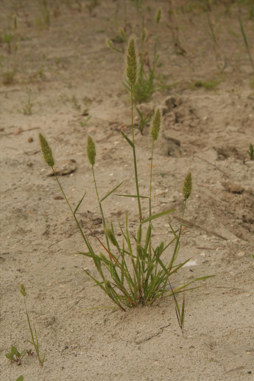 Polypogon monspeliensis (door Willem Braam)