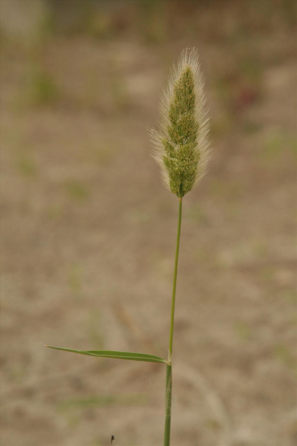 Polypogon monspeliensis (door Willem Braam)