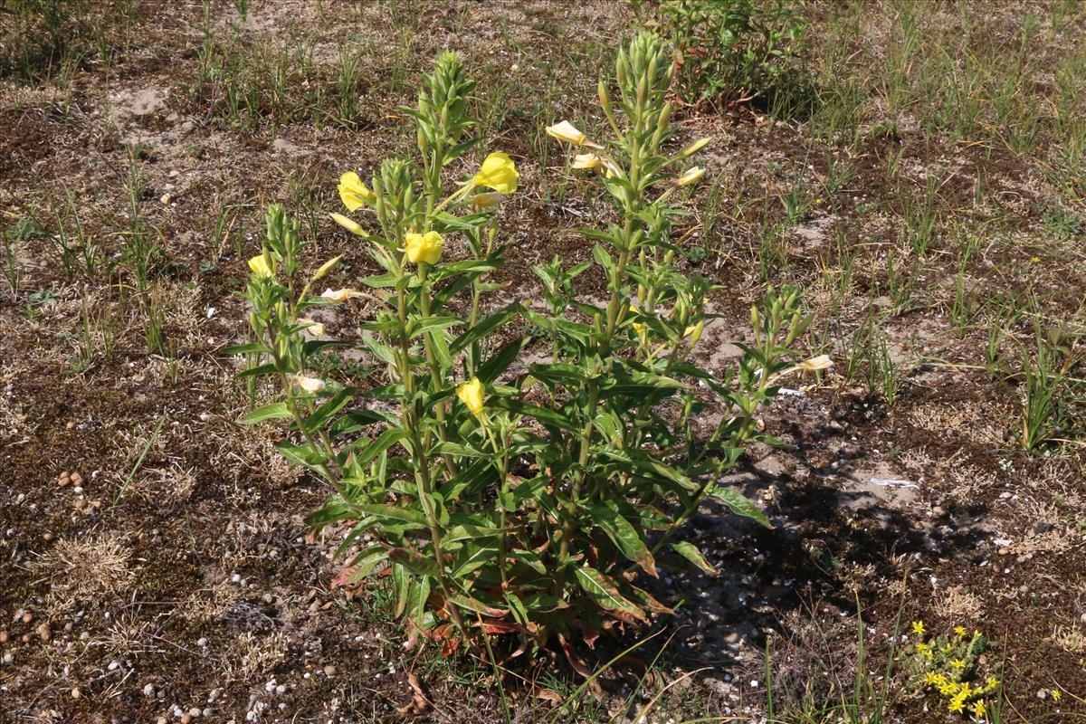 Oenothera x fallax (door Willem Braam)