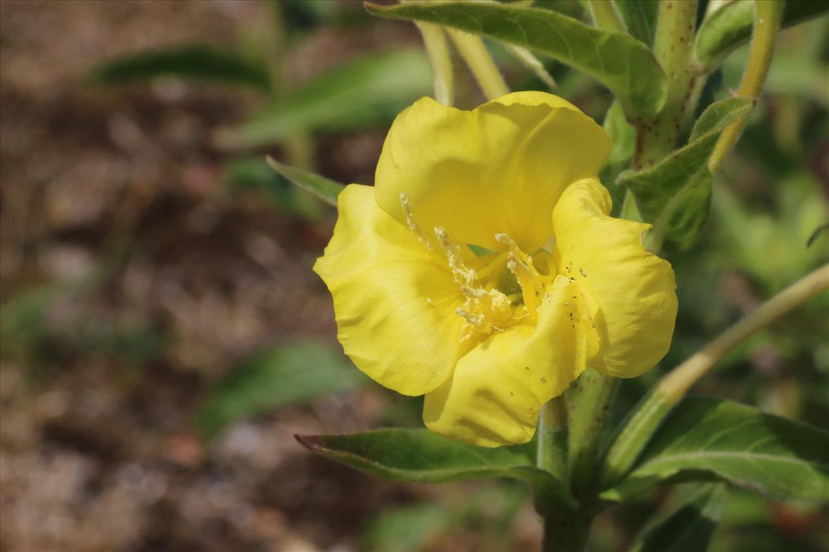 Oenothera x fallax (door Willem Braam)