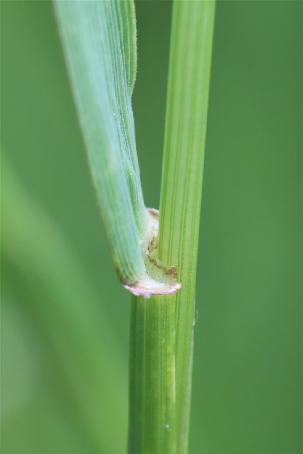 Schedonorus pratensis (door Willem Braam)