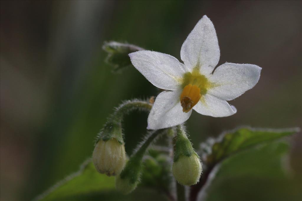 Solanum nigrum subsp. schultesii (door Willem Braam)