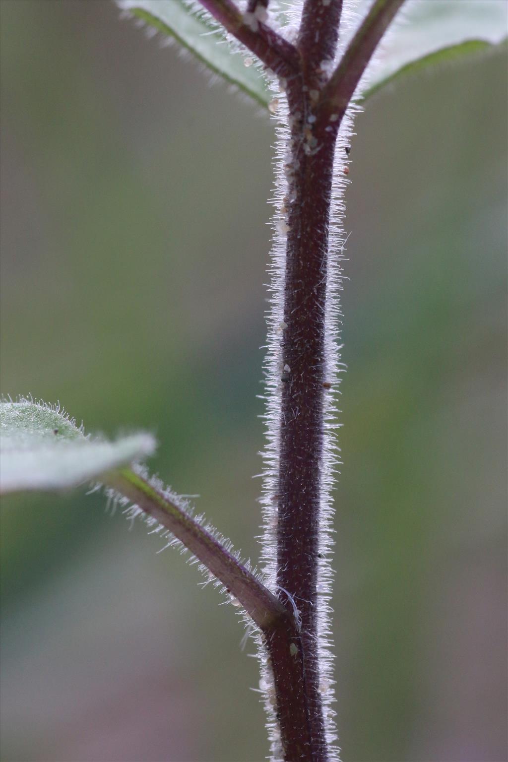 Solanum nigrum subsp. schultesii (door Willem Braam)