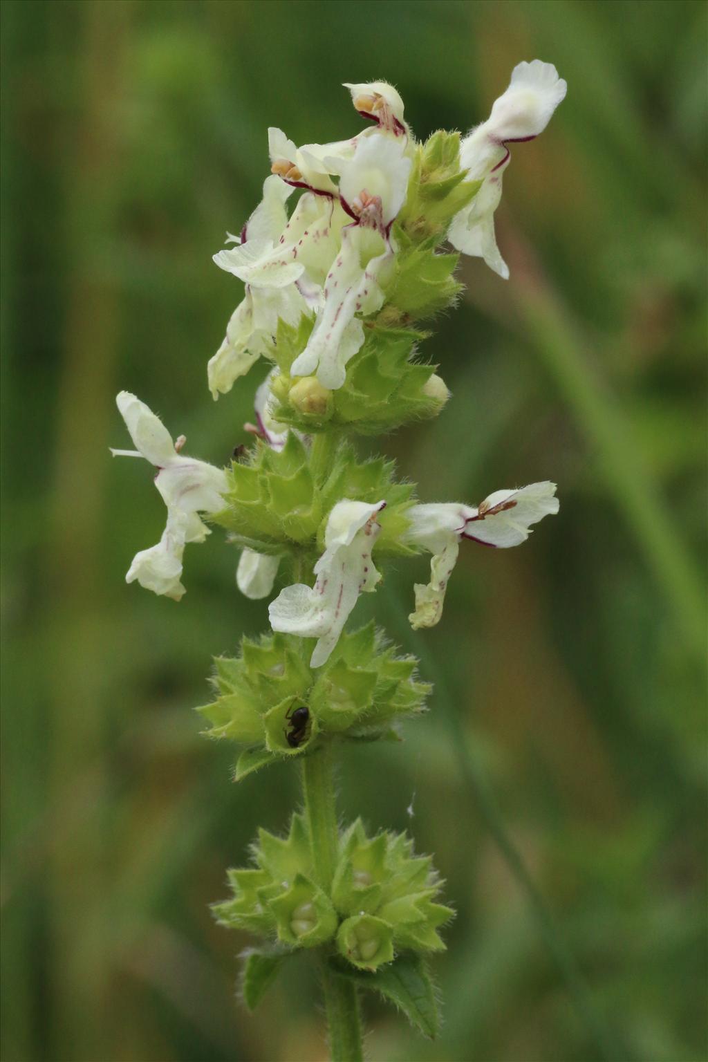 Stachys recta (door Willem Braam)