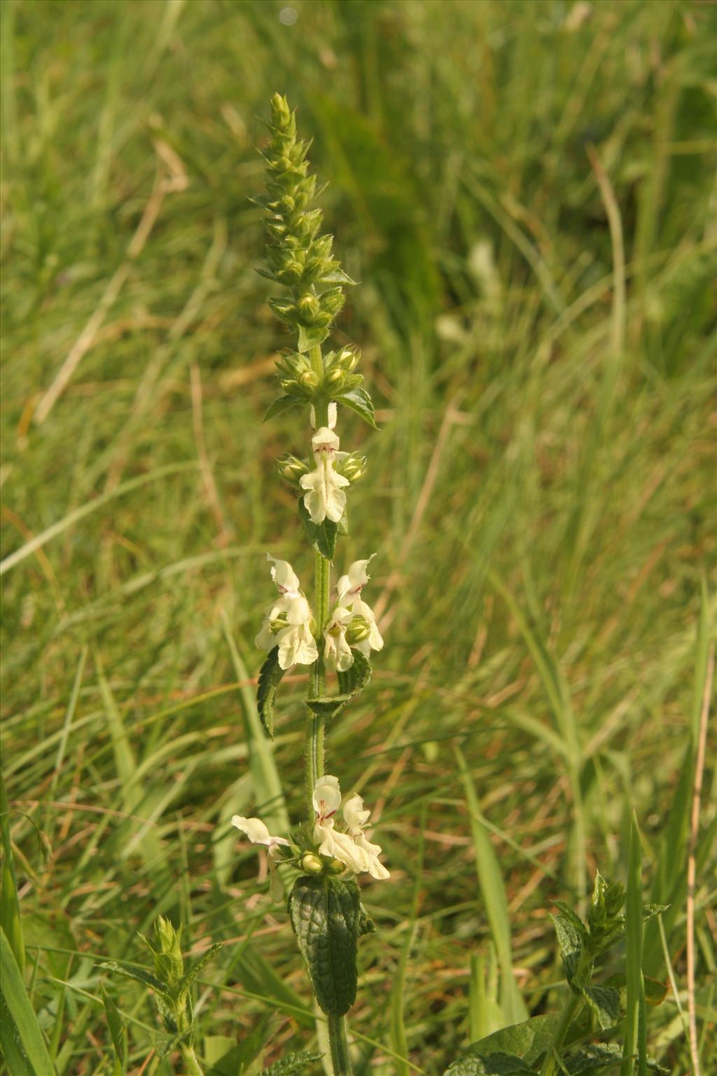 Stachys recta (door Willem Braam)