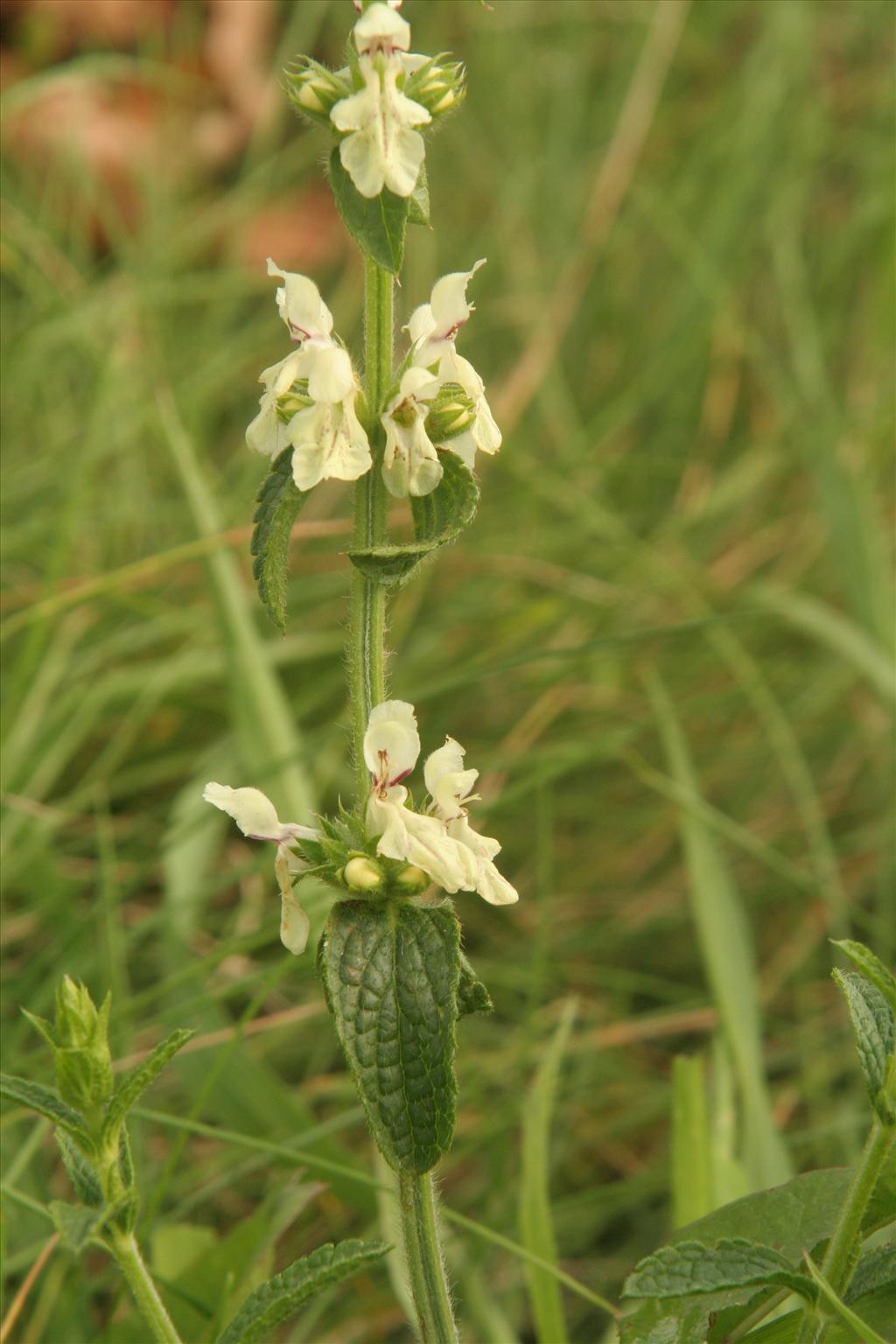 Stachys recta (door Willem Braam)