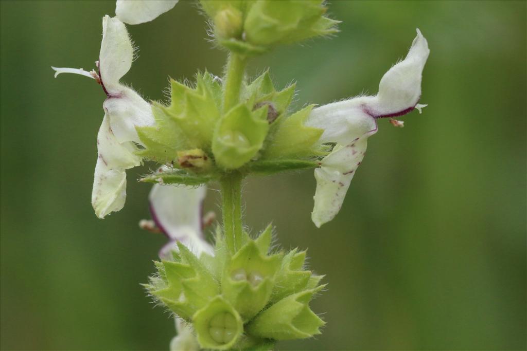 Stachys recta (door Willem Braam)