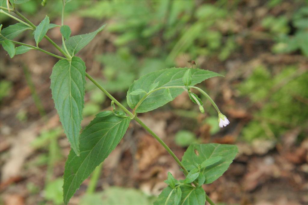 Epilobium montanum (door Willem Braam)