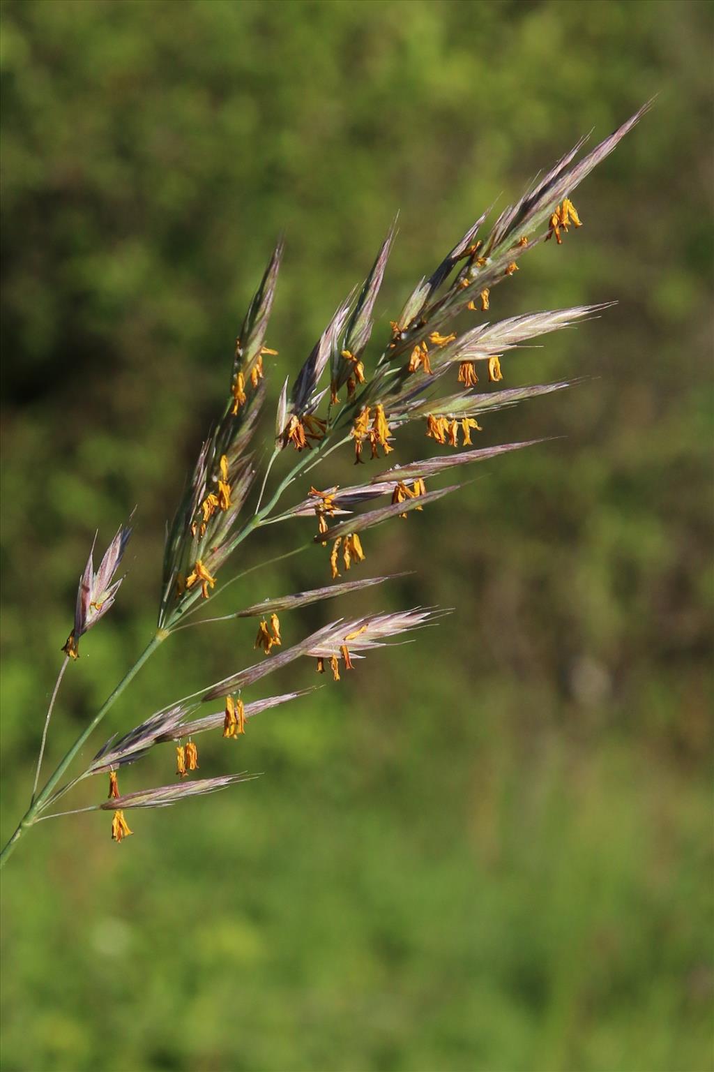 Bromopsis erecta (door Willem Braam)