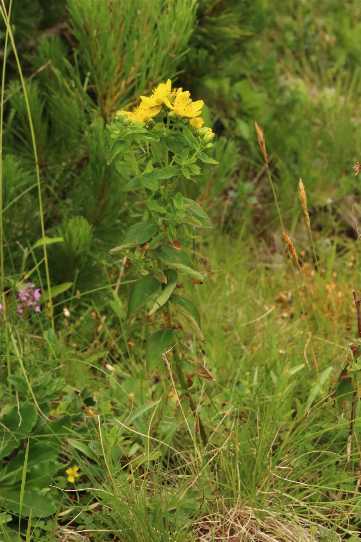 Hypericum montanum (door Willem Braam)