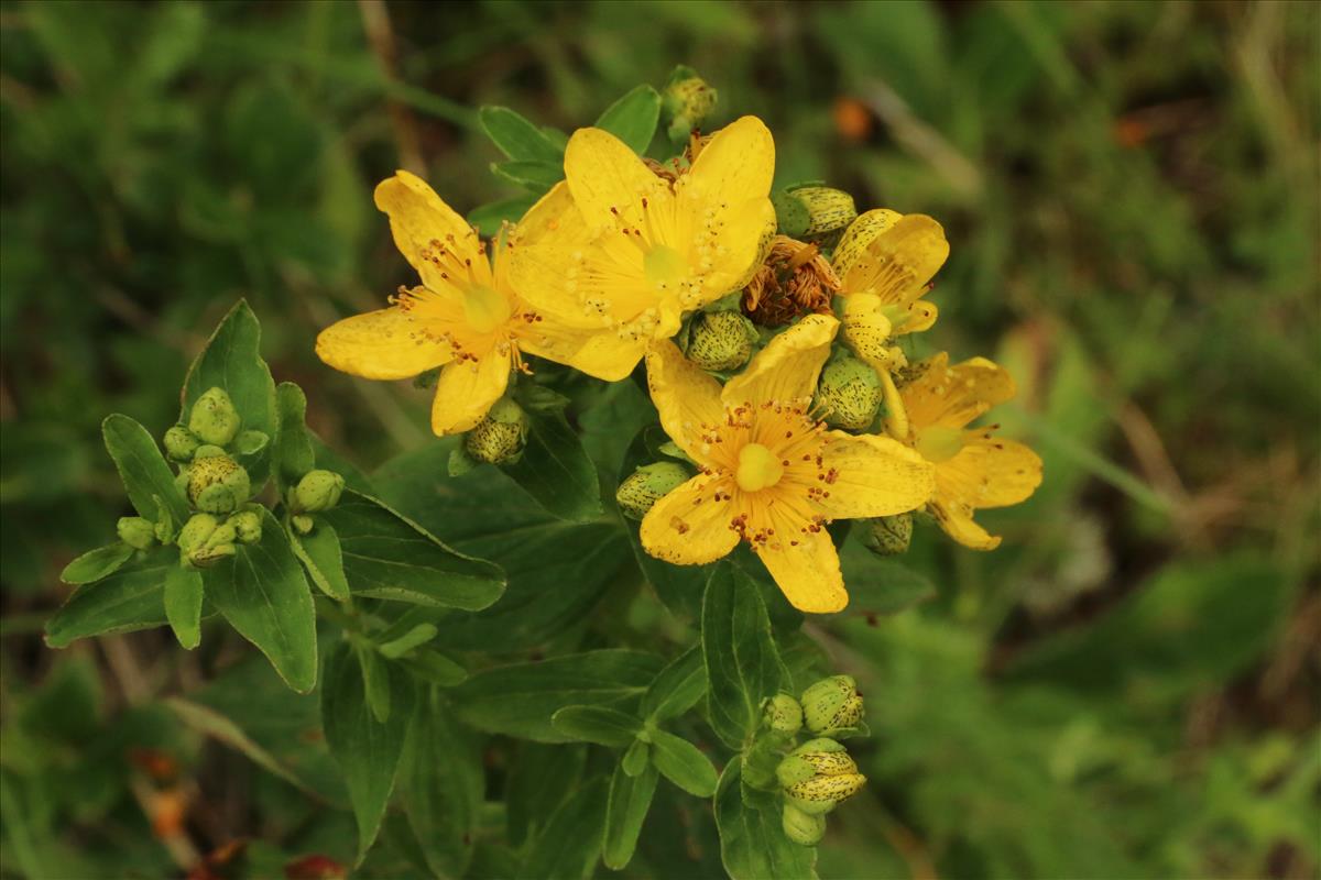 Hypericum montanum (door Willem Braam)